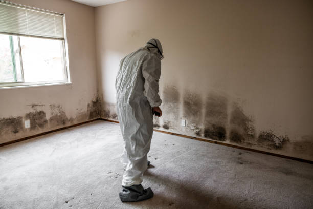 Reliable Lebanon, NH Mold Remediation Solutions